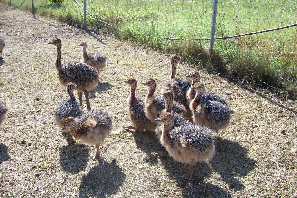 Les Roulottes-Gites De La Ferme De L'Autruche Dromoise Livron-sur-Drôme Eksteriør bilde